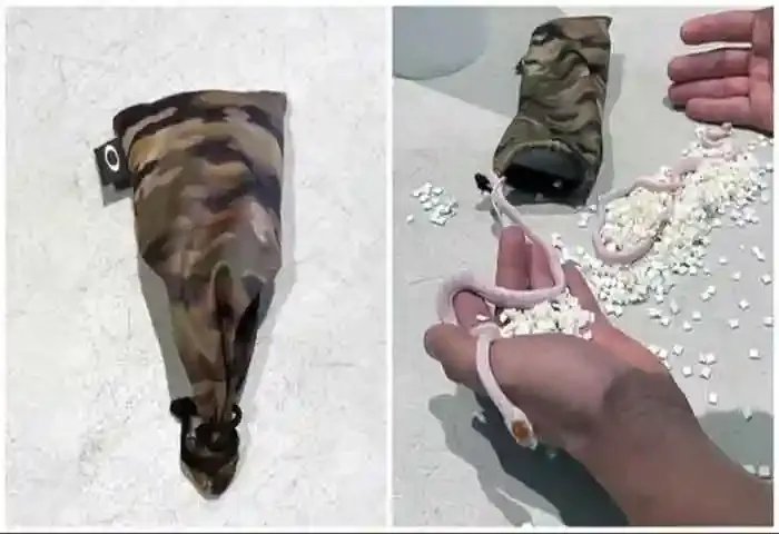 Slithering surprise! Passenger hiding snakes in pants intercepted at Miami airport, Washinton, News, Passenger, Hiding Snakes, Airport, Social Media, Pants, Video, Employees, World