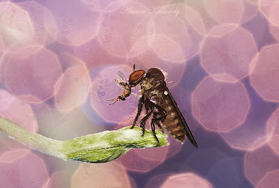 extension tube macro