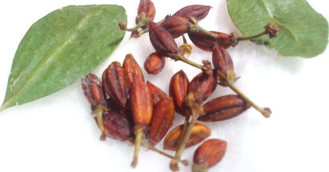 Buy plant labels online