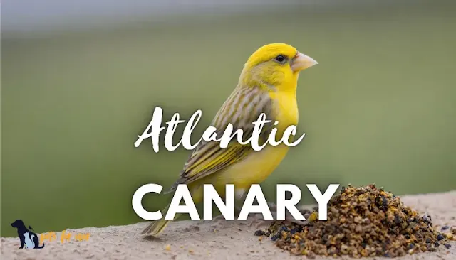 A bright yellow Atlantic canary sitting on a branch, showcasing its natural beauty and delicate features.