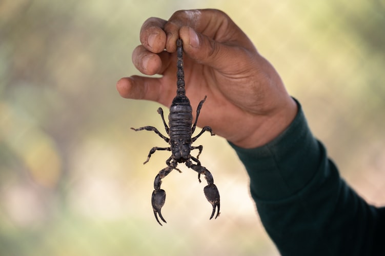 scorpion