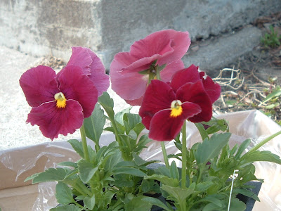 [Photo: Viola x wittrockiana Delta Pure Rose in bloom.]