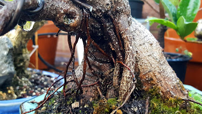 aerial roots ficus microcarpa bonsai