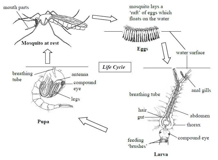 illustration of life cycle of mosquito