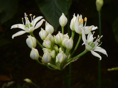 韭菜的花序