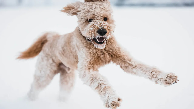 Happy Dog