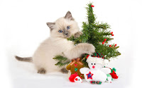 Christmas Kitten Desktop Wallpapers