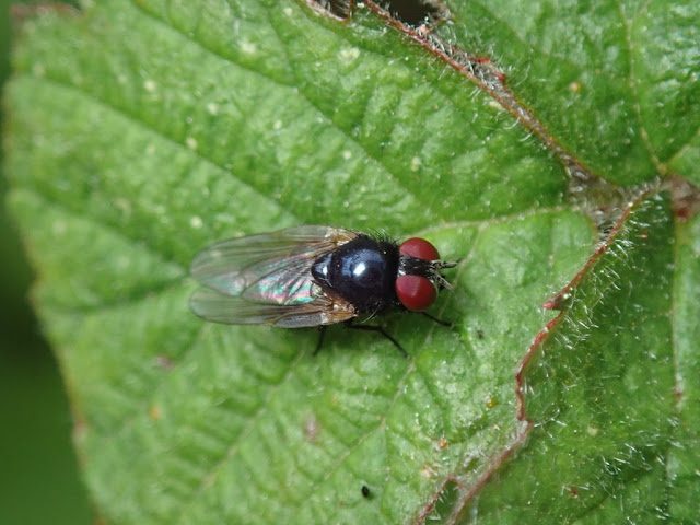 Lonchaea sp