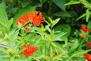 photos Bouvardia Ternifolia