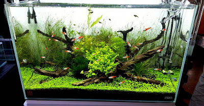 Desain Aquascape