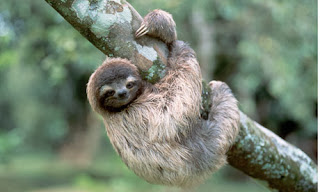 a sloth