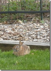 Spring 4-09 bunny