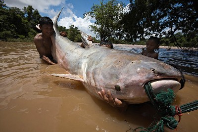 ikan lele kq makan kita | Main Sesuka Hatimu