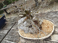 Japanese zelcova bonsai - Kyoto Botanical Gardens, Japan