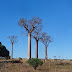 Baobabs sur la route de Tulear