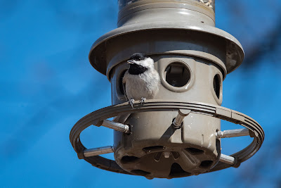 Carolina Chickadee, Bob Jones Nature Center