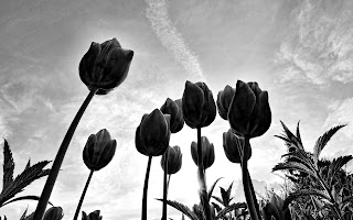 Zwart witte wallpaper met Hollandse tulpen