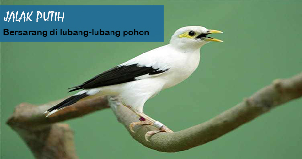 Jalak Putih 