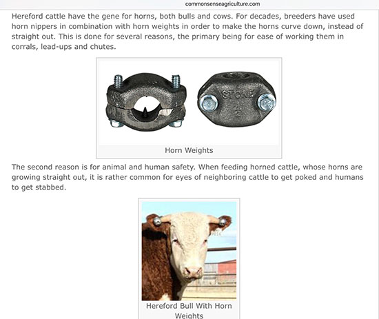 Use horn weights and rely on gravity to shape cattle horns (Source: commonsenseagriculture.com)