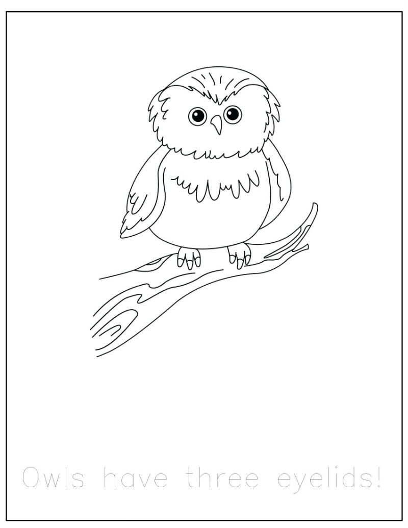 FREE Forest Animals Coloring Pages with Traceable Fun Facts