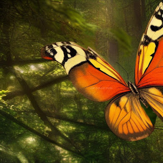 Butterfly images