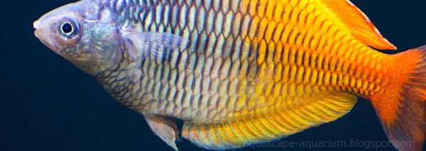 Freshwater Tropical Rainbowfish Melanotaenia Boesemani