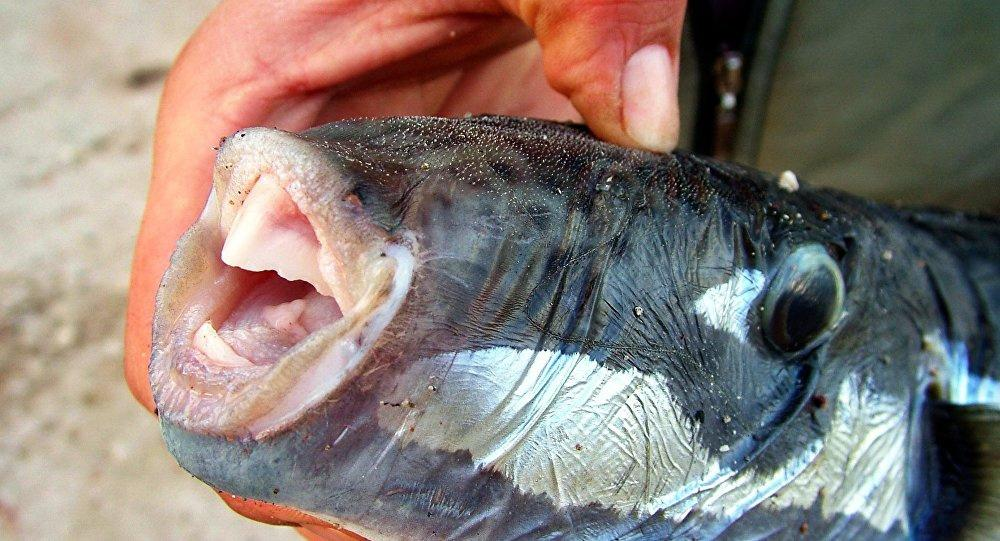 Рыба-Фугу Смертельно ядовитая убийца.