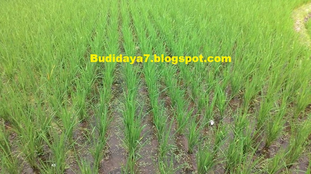 budidaya padi membutuhkan curah hujan yang cukup dan biasanya para petani membudidayakan padi pada bulan november-december