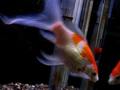 [10000ダウンロード済み√] 金魚 赤い でき もの 746343-金魚 赤いできもの