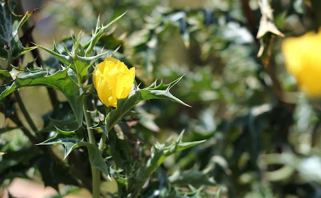 Argemone Mexicana Flowers Pictures