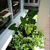 Almost no precipitation fell during that period. My 3 Ponds Plants For Koi Pond Elephant Ears Alocasia Macrorrhiza