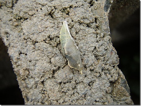 clip_image001