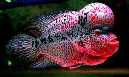 ikan hias aquarium