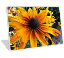 Rudbeckia laptop