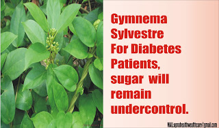 Gymnema Sylvestre For Diabetes Patients