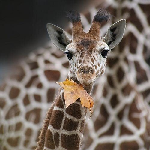 cute-animals-12