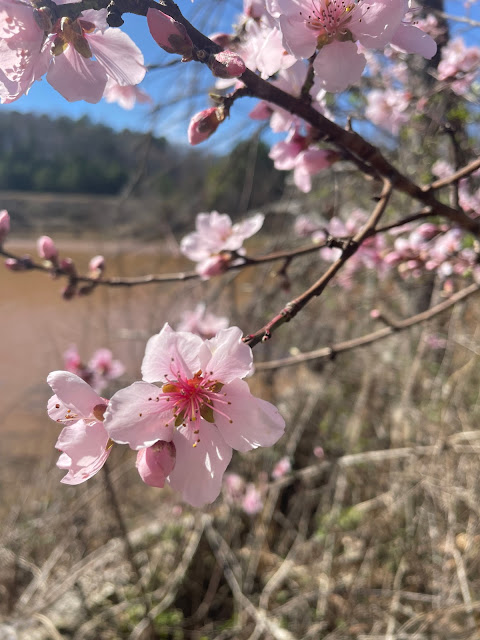 A tree or bush (I cannot yet tell which) with light pink blossoms on it near the second lake. The tree/bush grows right on the water's edge on the path between the two benches. The water in the background is muddy and reddish looking.