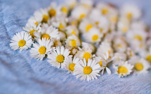 Hasil gambar untuk daisy flower photography