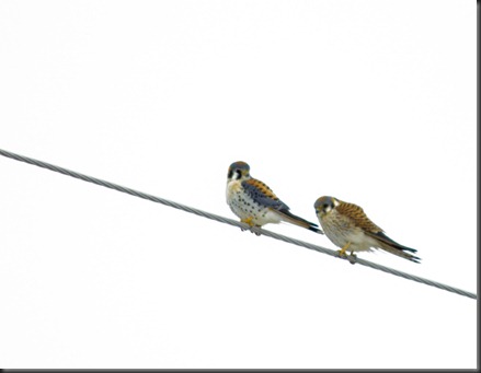 American Kestrel700