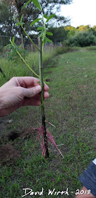 propagation of willow trees