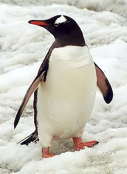 Penguin On Snow Photo