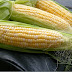 Benefits of Maize for health (Corn, Zea mays Linn)