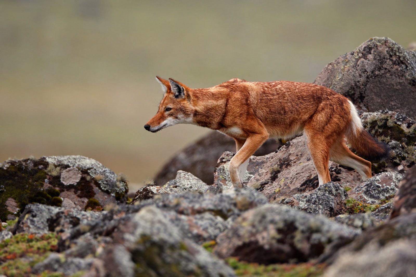 Let's Draw Endangered Species! : ): Ethiopian Wolf