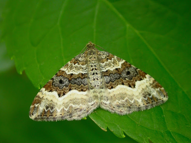 Epirrhoe alternata