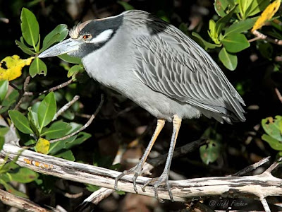 Yellow-crowned Night Heron