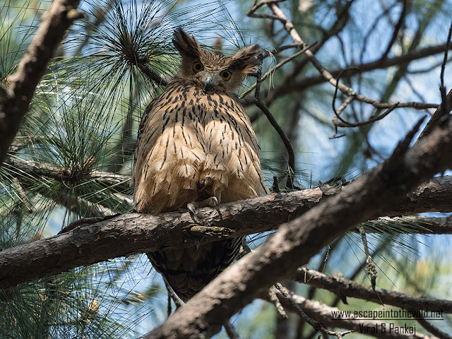 Tawny Fish Owl