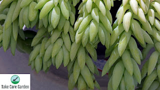 Sedum Morganianum: The Burro's Tail Succulent
