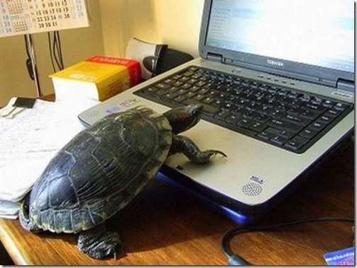 funny_animals_that_are_hungry_for_knowledge_640_07