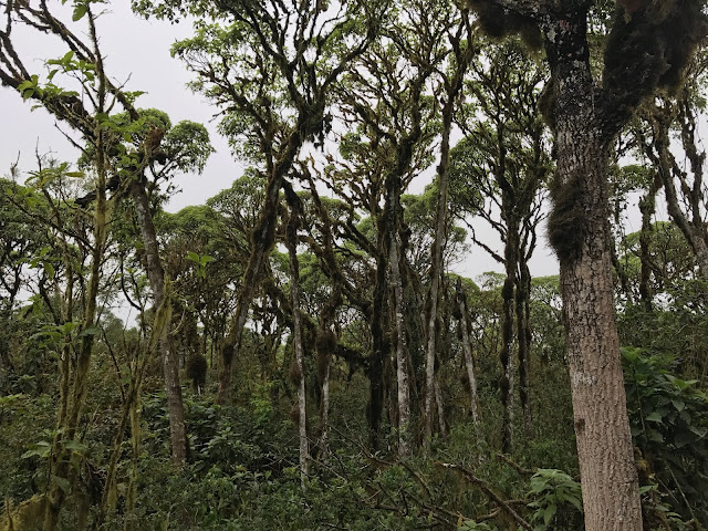 Los Gemelos, Isla Santa Cruz, Islas Galápagos