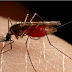 Bukti Ilmiah Nyamuk Bisa Berpikir Ketika Menyerang Mangsanya